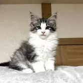 ノルウェージャンフォレストキャット
