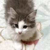 ノルウェージャンフォレストキャット