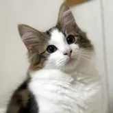 ノルウェージャンフォレストキャット