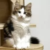 ノルウェージャンフォレストキャット