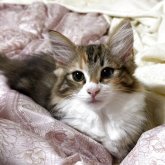 ノルウェージャンフォレストキャット