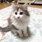 ノルウェージャンフォレストキャット