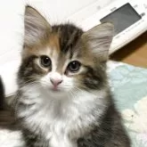 ノルウェージャンフォレストキャット