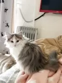ノルウェージャンフォレストキャット【岡山県・女の子・2025年3月11日・ブルーマッカレルトービー&ホワイト】の写真7