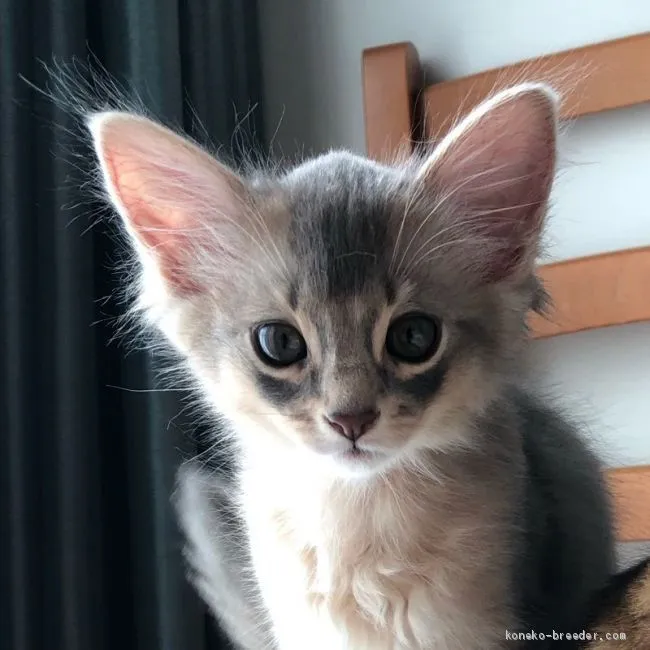 ID：2103-00326の子猫