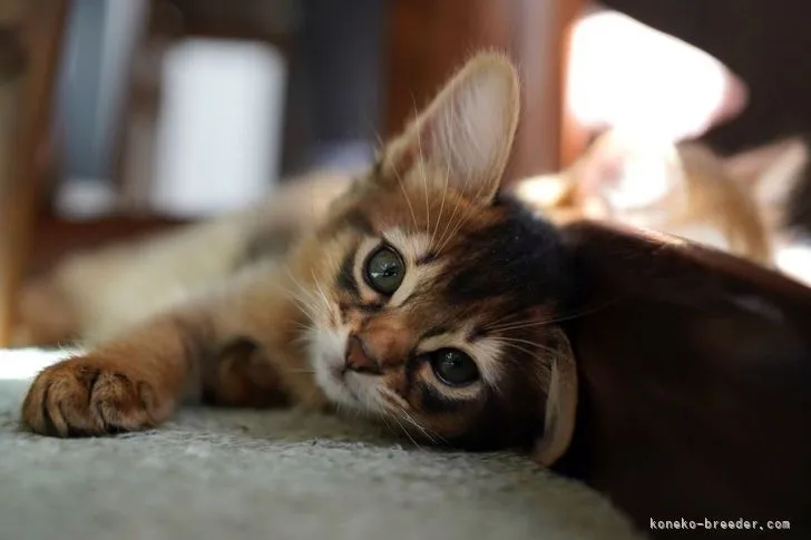 ID：2111-01096の子猫