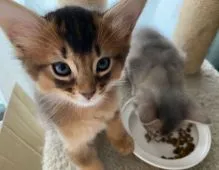 ソマリ【神奈川県・男の子・2020年12月22日・ルディ】の写真1「鮮やかなカラーが自慢です。」