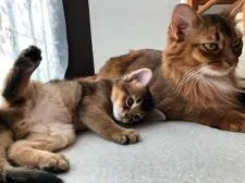 ソマリ【神奈川県・男の子・2020年12月22日・ルディ】の写真4「ママと。」