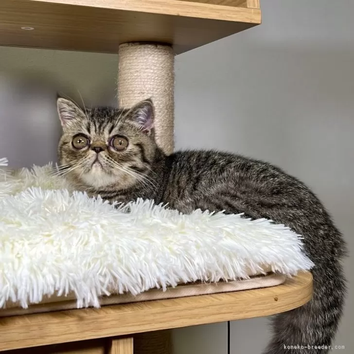 ID:2407-03404の子猫