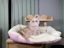 エキゾチックショートヘア【千葉県・男の子・2024年10月3日・クリームタビー】の写真6