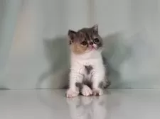 エキゾチックショートヘア【千葉県・女の子・2025年6月20日・ダイリュートキャリコ】の写真15