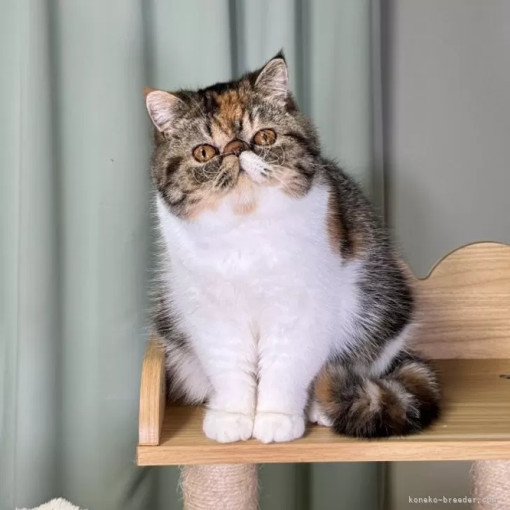 ID:2407-03403の子猫
