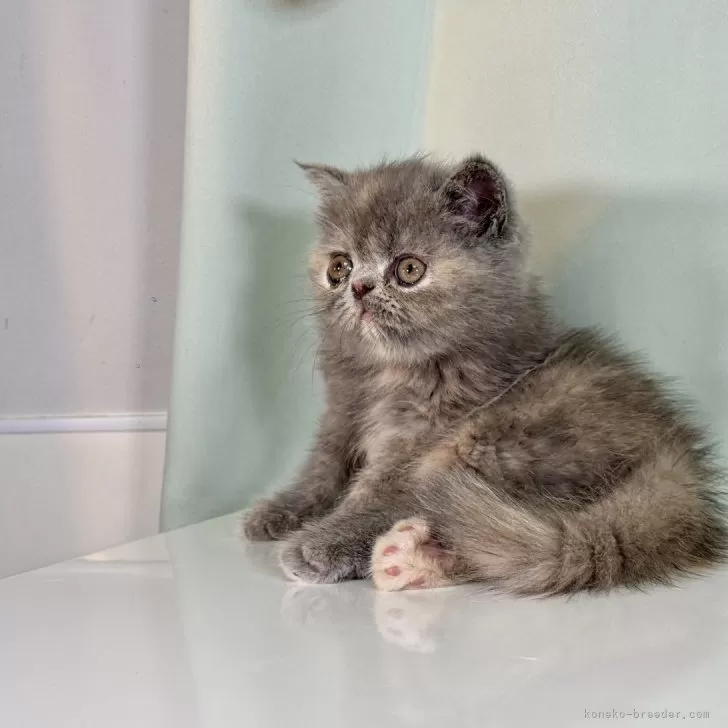 テディベア エキゾチック子猫ちゃん 東京都のエキゾチック