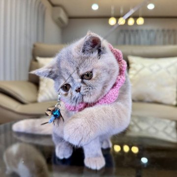 エキゾチックショートヘア【千葉県・女の子・2025年6月20日・ブルークリーム】の写真「つぶらな瞳で心を射止める女の子」