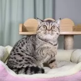 エキゾチックショートヘア