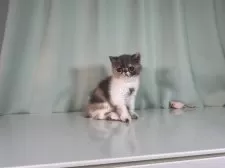 エキゾチックショートヘア【千葉県・女の子・2025年6月20日・ダイリュートキャリコ】の写真12