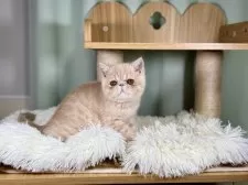 エキゾチックショートヘア【千葉県・男の子・2024年10月3日・クリームタビー】の写真10