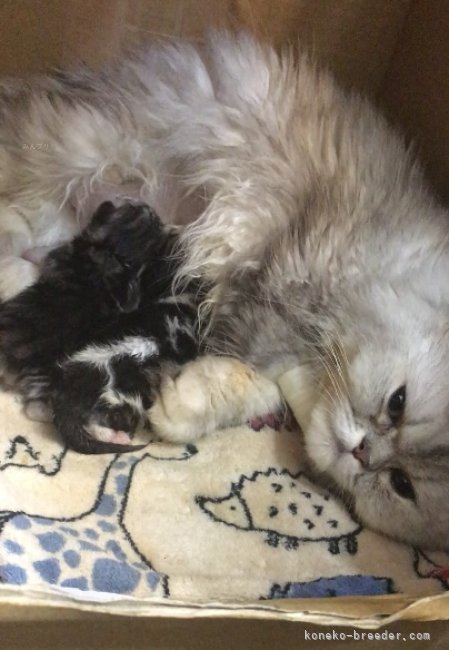 タイミングが合えば生まれたばかりの赤ちゃんを見ることできます。｜馬淵　萌子(まぶち　もえこ)ブリーダー(東京都・ミヌエットなど・ICC登録)の紹介写真6