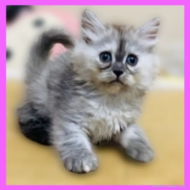 ID：2311-02392の子猫