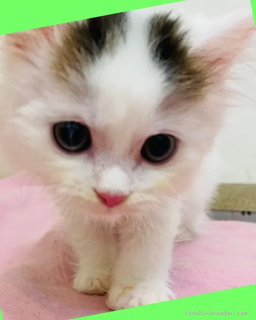 ID:2203-00955の子猫