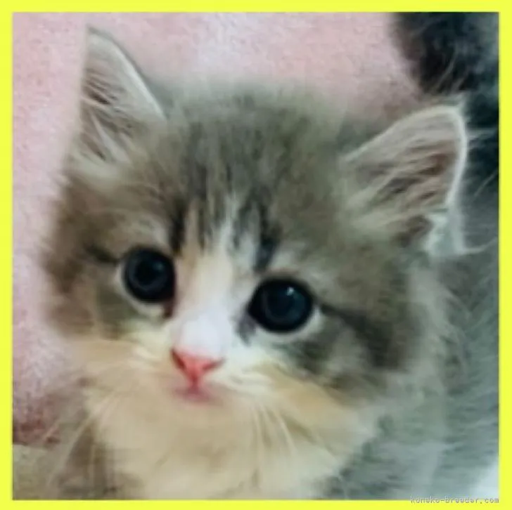 ID：2208-02986の子猫