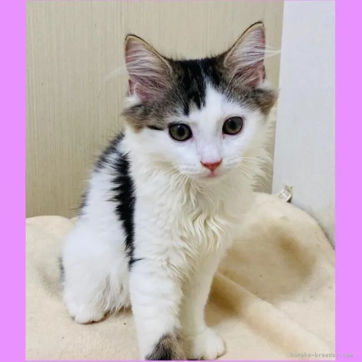 ID:2208-03167の子猫