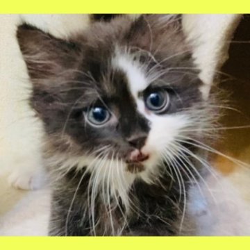 ミヌエット(長足)【東京都・男の子・2023年6月16日・ブラック&ホワイト】の写真「とても美形な男の子。美しい毛色綺麗な瞳が魅力です。」