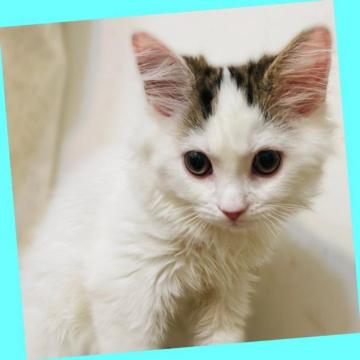 ミヌエット(長足)【東京都・男の子・2022年11月10日・ホワイト&ブラウン】の写真「まんまるおめめの可愛い男の子。」