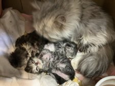 ミヌエット【・女の子・2022年6月13日・シルバー】