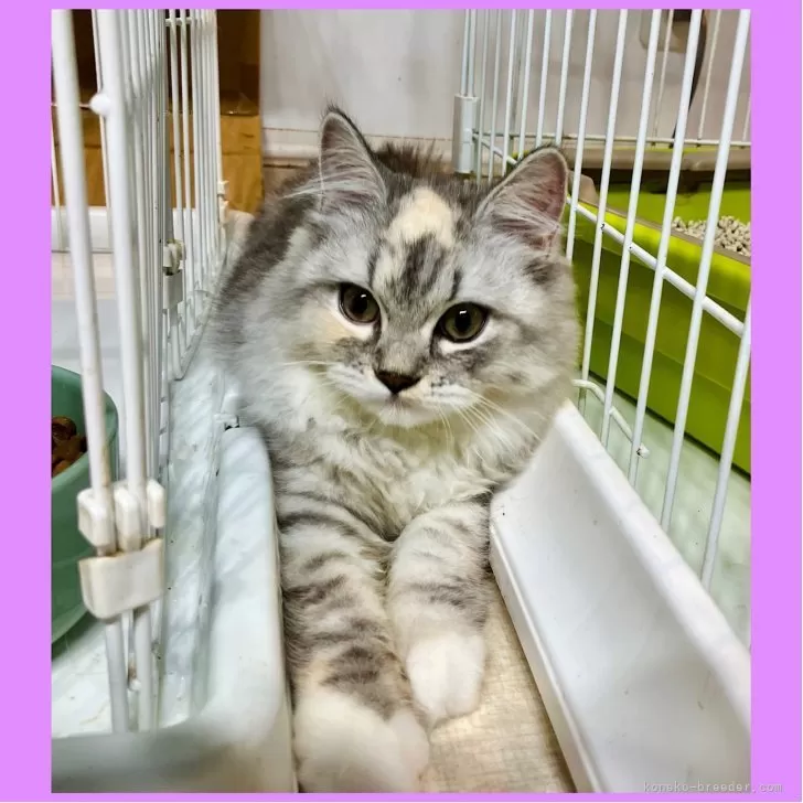 ミュウミュウ 様のお迎えした子猫