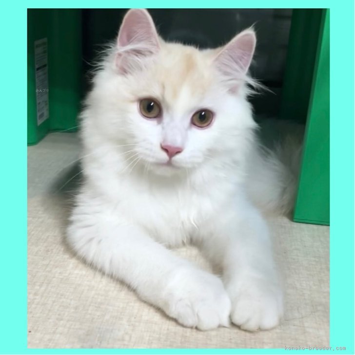 ブリーダー画像