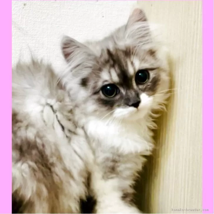 ID:2502-02435の子猫
