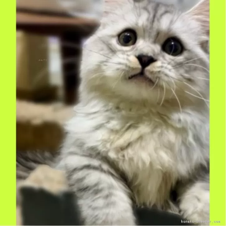 ミヌエット(短足)【東京都・男の子・2025年4月21日・シルバータビー】の写真1「お目目が可愛い王子様🤴」