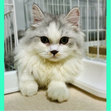 ミヌエット(長足)【東京都・男の子・2025年4月21日・シルバー】の写真「秋特別セール✨甘えん坊で綺麗な王子様💖🥰」