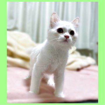 ミヌエット(長足)【東京都・男の子・2025年7月23日・クリーム】の写真「天使のような可愛い王子様🤴💕」