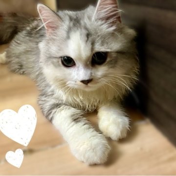 ミヌエット(長足)【東京都・男の子・2025年4月21日・シルバー】の写真「特別セール✨甘えん坊で愛らしい男の子💖☺️」