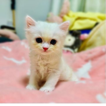 ミヌエット(長足)【東京都・男の子・2025年7月23日・クリーム】の写真「天使のような可愛い男の子💕」