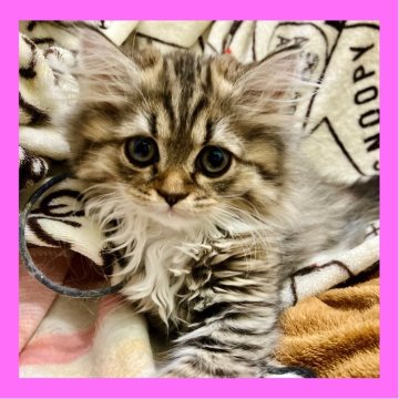 ミヌエット(長足)【東京都・女の子・2025年9月26日・ブラウンタビー】の写真「美しいお姫様👸🥰」