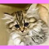 ミヌエット(長足)