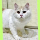 ミヌエット(長足)