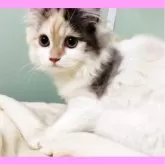 ミヌエット(長足)