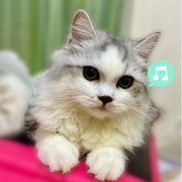 ミヌエット(長足)