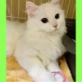 ミヌエット(長足)