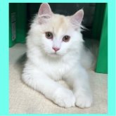 ミヌエット(長足)