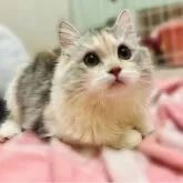 ミヌエット(長足)