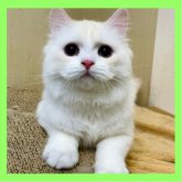 ミヌエット(長足)