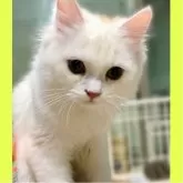 ミヌエット(長足)