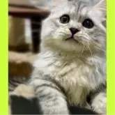 ミヌエット(短足)