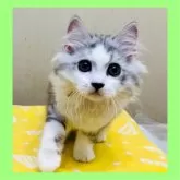 ミヌエット(長足)