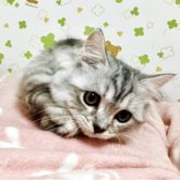 ミヌエット(短足)
